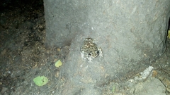 Duttaphrynus melanostictus