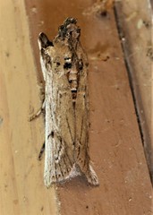 Melitara subumbrella