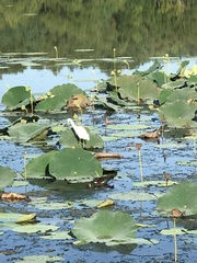 Nelumbo