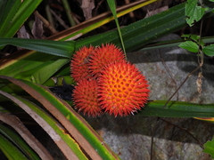 Pandanaceae