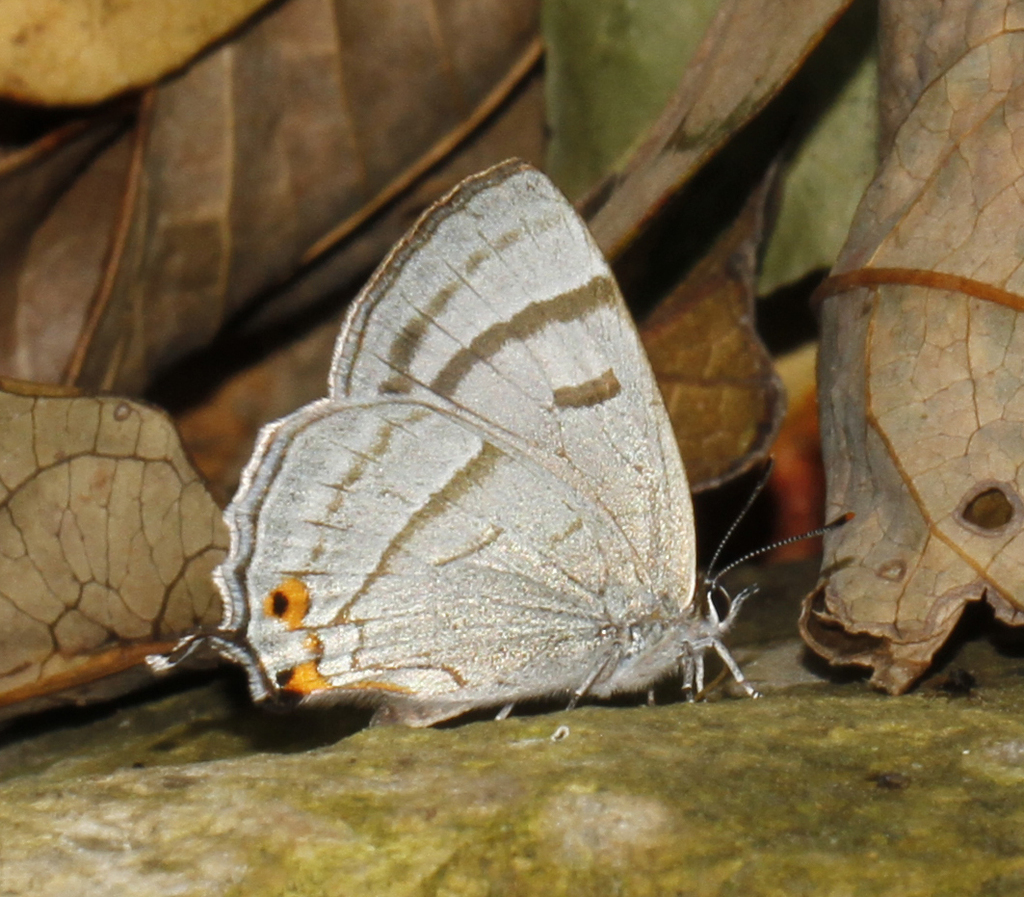 Silver Hairstreak