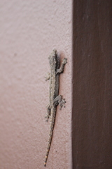 Hemidactylus platyurus