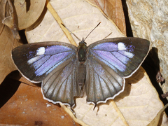 Chrysozephyrus syla