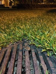 Duttaphrynus melanostictus