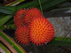 Pandanaceae