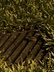 Duttaphrynus melanostictus