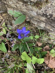 Gentiana scabra buergeri
