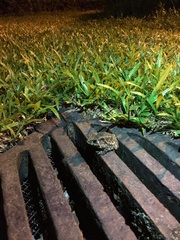 Duttaphrynus melanostictus