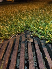 Duttaphrynus melanostictus