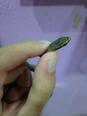 Philodryas nattereri