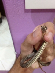 Philodryas nattereri