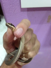 Philodryas nattereri