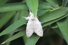Calliteara horsfieldii