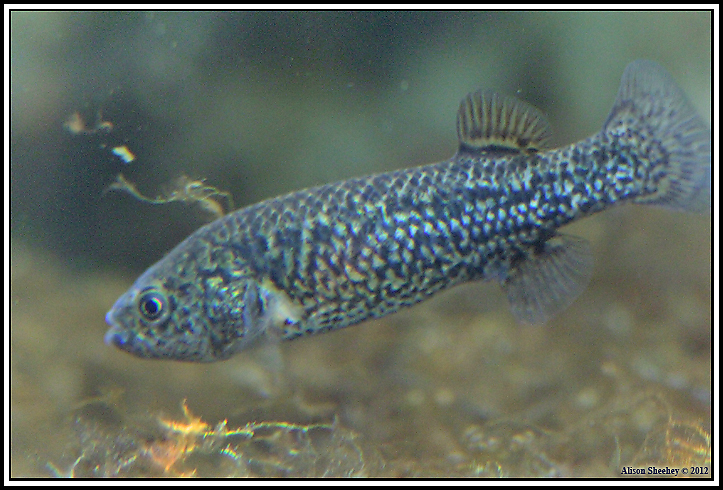Pahrump Poolfish