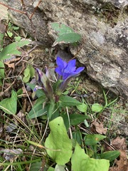 Gentiana scabra buergeri