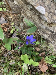 Gentiana scabra buergeri