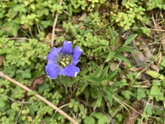 Gentiana scabra