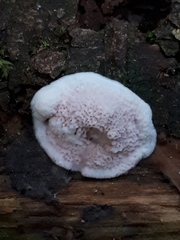 Skeletocutis amorpha