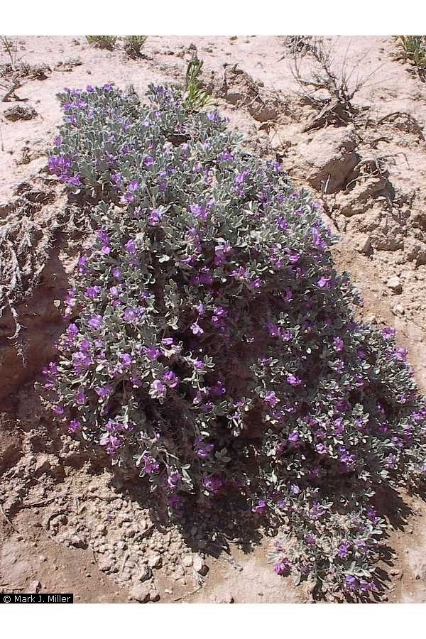 Astragalus sericoleucus