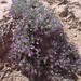 Astragalus sericoleucus - Photo anónimo, sin restricciones conocidas de derechos (dominio público)