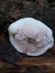 Skeletocutis amorpha