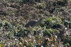 Botaurus lentiginosus image