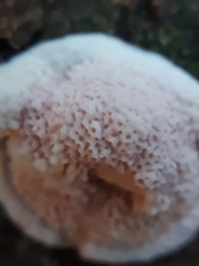 Skeletocutis amorpha