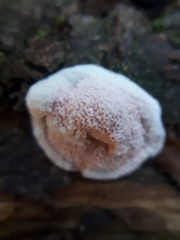 Skeletocutis amorpha