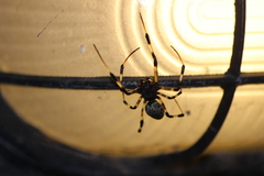 Nephilengys malabarensis