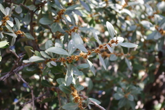 Sideroxylon mascatense