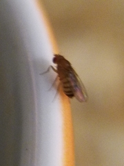 Drosophila