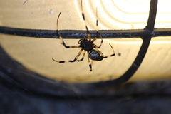 Nephilengys malabarensis