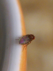 Drosophila