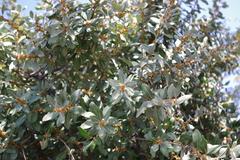 Sideroxylon mascatense