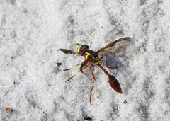 Salpingogaster punctifrons