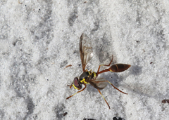 Salpingogaster punctifrons