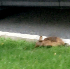 Sylvilagus floridanus