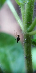 Theridiidae