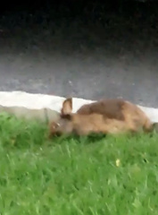 Sylvilagus floridanus