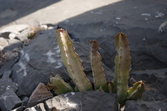 Caralluma