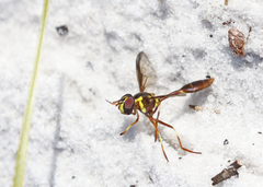 Salpingogaster punctifrons