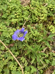 Gentiana scabra