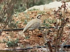Alectoris chukar