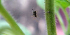 Theridiidae