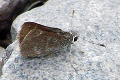 Amblyscirtes oslari