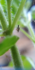 Theridiidae