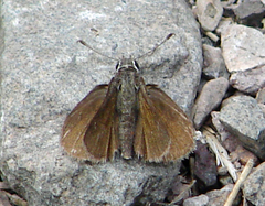 Amblyscirtes oslari