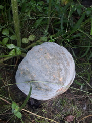 Cucurbita maxima maxima