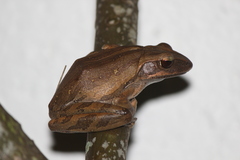 Polypedates leucomystax