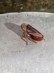Philaenus spumarius